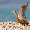 Mottled Duck